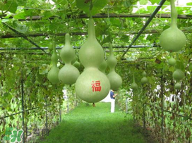 六月份可以種葫蘆嗎？葫蘆幾月份種？