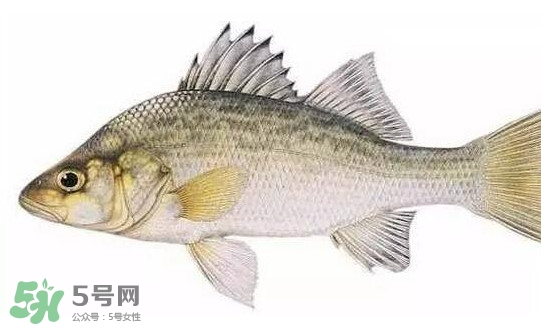 鱸魚怎么做好吃又簡單？清蒸鱸魚的做法