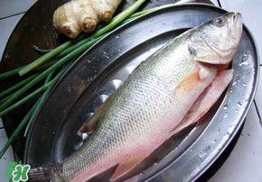 鱸魚(yú)是海鮮嗎？鱸魚(yú)是不是海鮮？