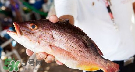 鱸魚刺多嗎？鱸魚適合做給寶寶吃嗎？
