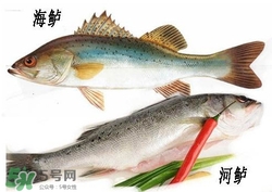 海鱸魚多少錢一斤2017？淡水鱸魚多少錢一斤？