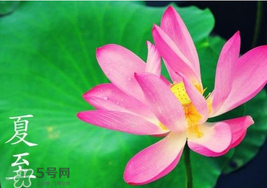 夏至是入伏嗎？夏至后多久入伏？
