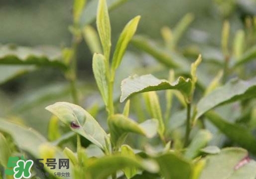喝信陽毛尖有什么好處？信陽毛尖是紅茶還是綠茶？