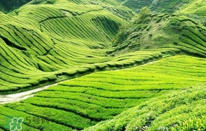 信陽毛尖產(chǎn)地在哪里？信陽毛尖主要產(chǎn)在哪些地方