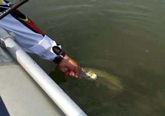 釣海鱸魚什么時候最好？釣海鱸魚用什么樣的魚餌？