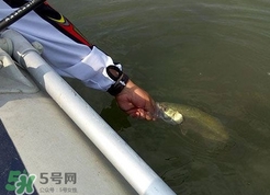 釣海鱸魚什么時候最好？釣海鱸魚用什么樣的魚餌？