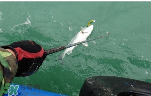 釣海鱸魚什么時候最好？釣海鱸魚用什么樣的魚餌？