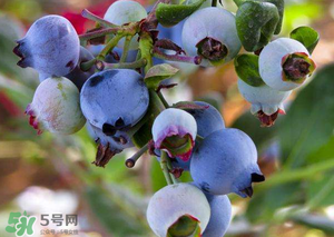 蘋果和藍莓能一起吃嗎？蘋果和藍莓干能一起吃嗎？