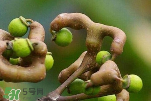 萬(wàn)壽果多少錢一斤2017？萬(wàn)壽果什么時(shí)候成熟
