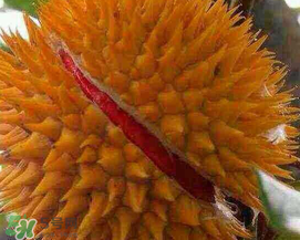 紅心榴蓮好吃嗎？紅心榴蓮和普通榴蓮哪個好吃?