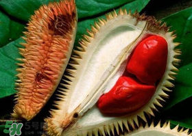 紅肉榴蓮是什么品種？紅色的榴蓮是什么品種？