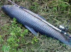釣青魚怎么調(diào)漂圖解？釣青魚最佳調(diào)漂是幾目