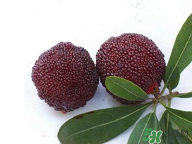 楊梅和櫻桃能一起吃嗎？楊梅可以和櫻桃一起吃嗎？