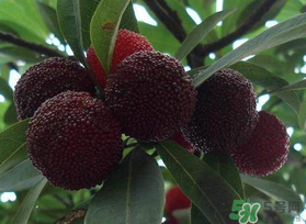 楊梅和芒果能一起吃嗎？吃完楊梅可以吃芒果嗎？