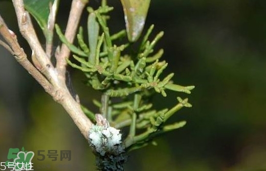 什么是螃蟹腳茶？螃蟹腳茶的功效禁忌