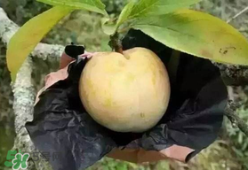 奈李什么時候成熟？奈李孕婦能吃嗎？