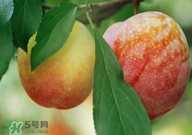 奈李什么時候成熟？奈李孕婦能吃嗎？