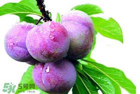 脆紅李什么時候成熟？脆紅李幾月成熟？