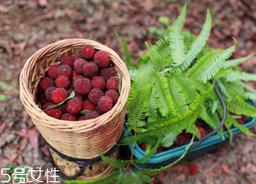 楊梅籽可以種嗎？楊梅籽怎么種小盆栽?？