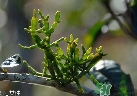 螃蟹腳茶多少錢一斤2017？螃蟹腳茶的價(jià)格