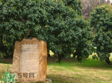 掛綠為什么只有一株？掛綠荔枝為什么不多種？