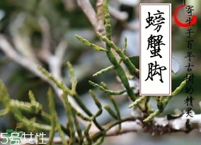 螃蟹腳茶哪些人不能喝？螃蟹腳茶哪些人能喝