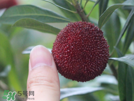 楊梅放冰箱能放幾天？楊梅可以放冰箱嗎？