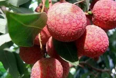 黑葉荔枝好吃嗎？黑葉荔枝多少錢一斤2017？