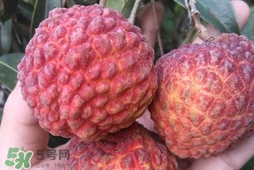 荔枝王是什么品種？荔枝王多少錢一斤2017？