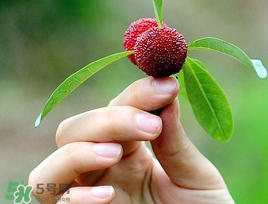 楊梅和花生能一起吃嗎？吃了楊梅還能吃生花生嗎？