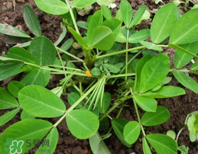 六月份還可以種花生嗎？六月份種花生可以嗎？