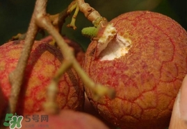 荔枝王的產(chǎn)地是哪里？荔枝王產(chǎn)地在哪兒