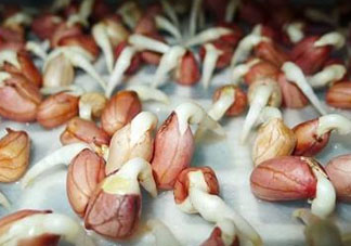 六月份還可以種花生嗎？六月份種花生可以嗎？