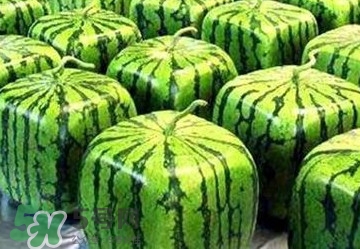 方形西瓜多少錢一斤2017？ 方形西瓜模具一個(gè)多少錢