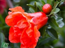 石榴花花語代表什么意思？石榴花花語是什么意思