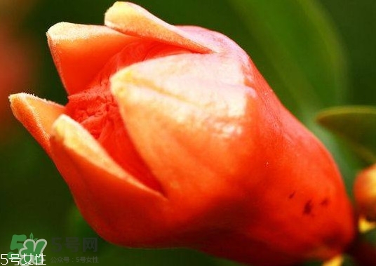 石榴花有毒嗎？石榴花能吃嗎？