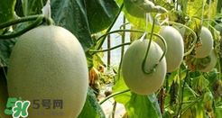 甜瓜怎么挑？甜瓜挑選方法