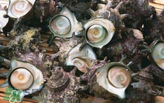 死海螺能吃嗎？死海螺可以吃嗎