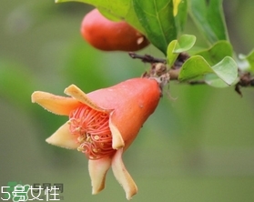 石榴花有毒嗎？石榴花能吃嗎？