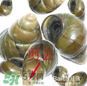 海螺怎樣吃才正確圖解？海螺哪里不能吃圖示