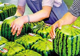 方形西瓜多少錢一斤2017？ 方形西瓜模具一個(gè)多少錢