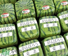 方形西瓜是如何種出來(lái)的？方形西瓜是怎么長(zhǎng)成的