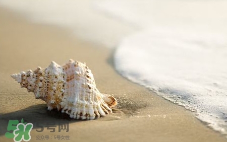 海螺是蒸還是煮？海螺的尾部是黃還是屎