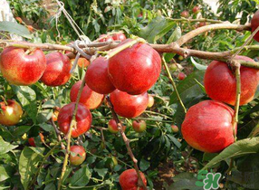 油桃和西紅柿能一起吃嗎？毛桃和西紅柿能一起吃嗎？