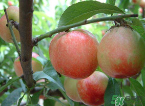 油桃和西紅柿能一起吃嗎？毛桃和西紅柿能一起吃嗎？