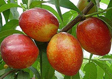 油桃和西紅柿能一起吃嗎？毛桃和西紅柿能一起吃嗎？