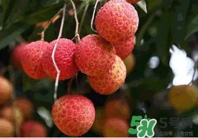 糯米糍荔枝多少錢一斤2017？糯米糍荔枝市場價格