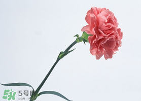父親節(jié)可以送康乃馨嗎？父親節(jié)送康乃馨好不好？