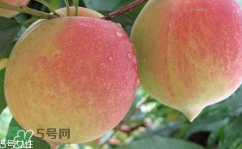 鷹嘴桃多少錢一斤2017？鷹嘴桃市場價格