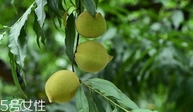 鷹嘴桃?guī)自路莩墒?？鷹嘴桃什么時候成熟